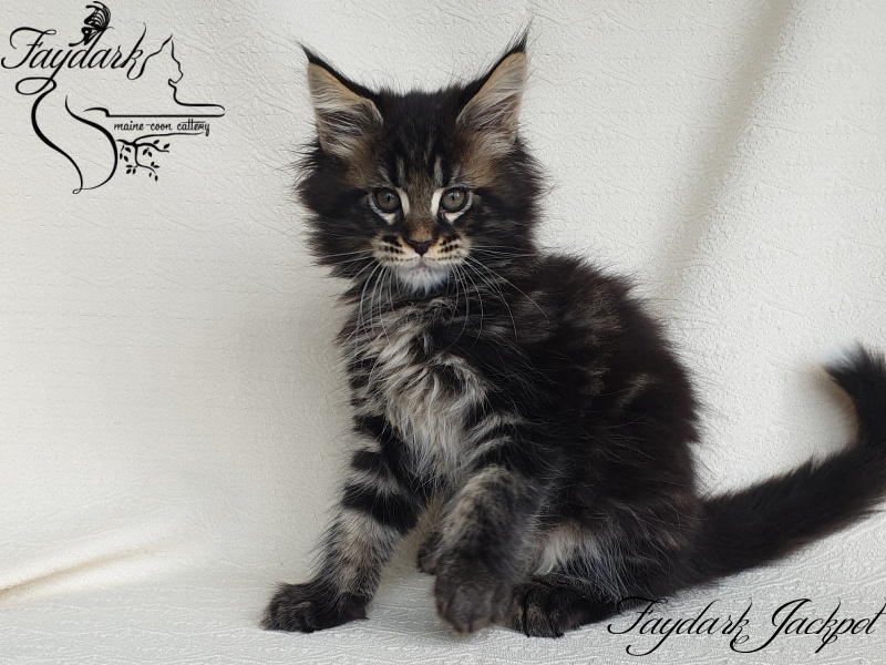Faydark Jackpot - Kitten maine-coon 1 month 4 weeks