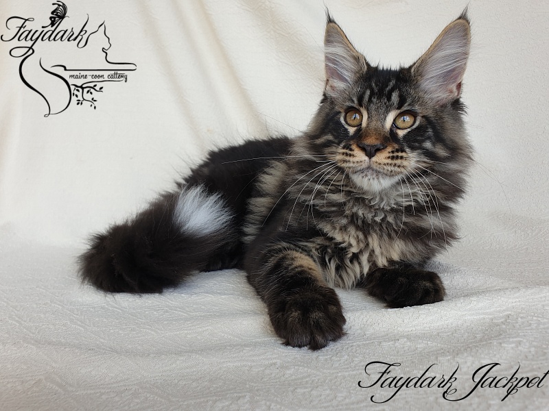 Faydark Jackpot - Kitten maine-coon 3.5 months
