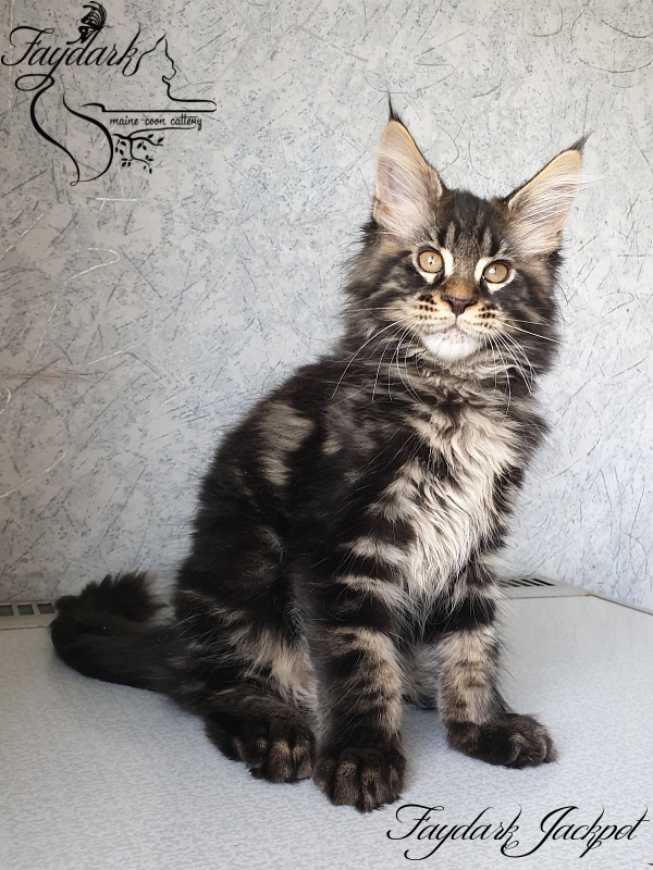 Faydark Jackpot - Kitten maine-coon 2 months 2.5 weeks