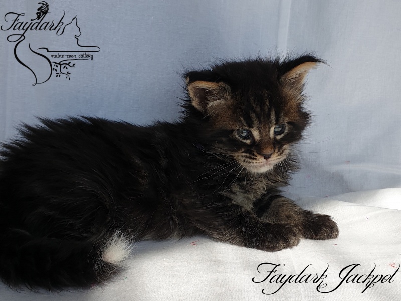 Faydark Jackpot - Kitten maine-coon 1 month