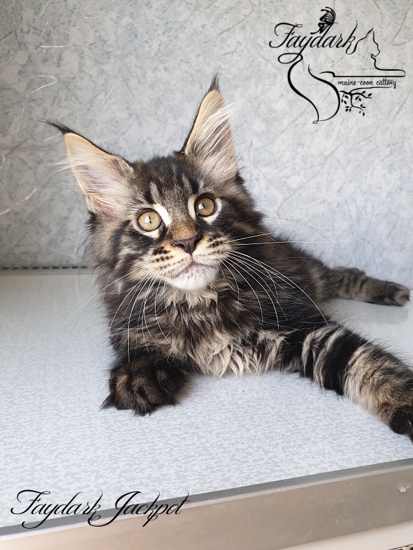 Faydark Jackpot - Kitten maine-coon 2 months 2.5 weeks