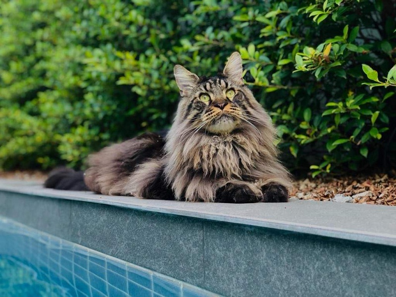 Faydark Jackpot - Adult maine-coon 1 year 4 months