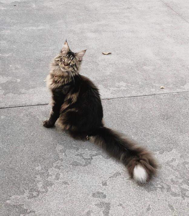 Faydark Jackpot - Adult maine-coon 1 year 4 months