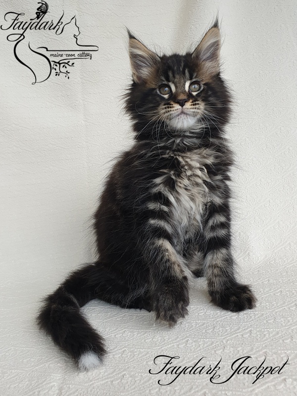 Faydark Jackpot - Kitten maine-coon 1 month 4 weeks
