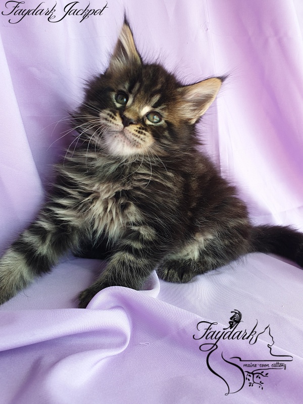 Faydark Jackpot - Kitten maine-coon 1 month 1.5 week