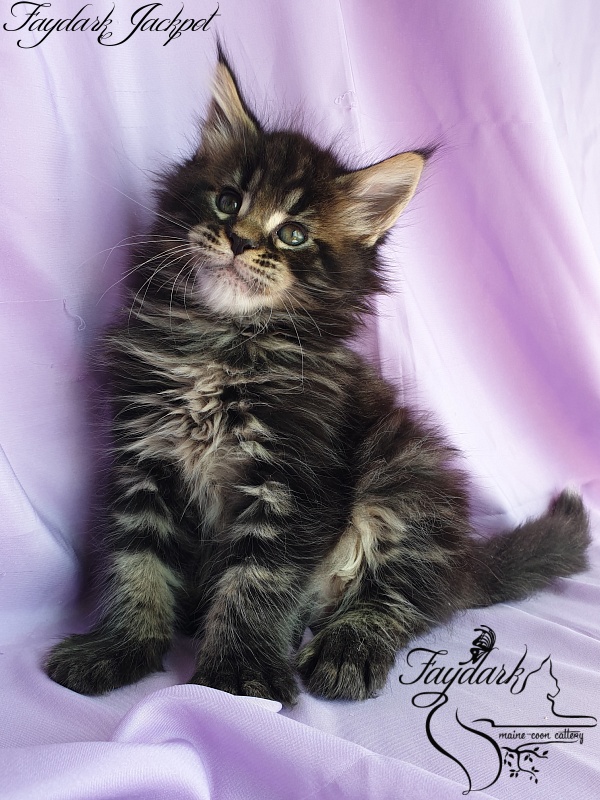 Faydark Jackpot - Kitten maine-coon 1 month 1.5 week