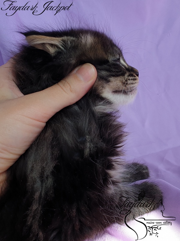 Faydark Jackpot - Kitten maine-coon 1 month 1.5 week