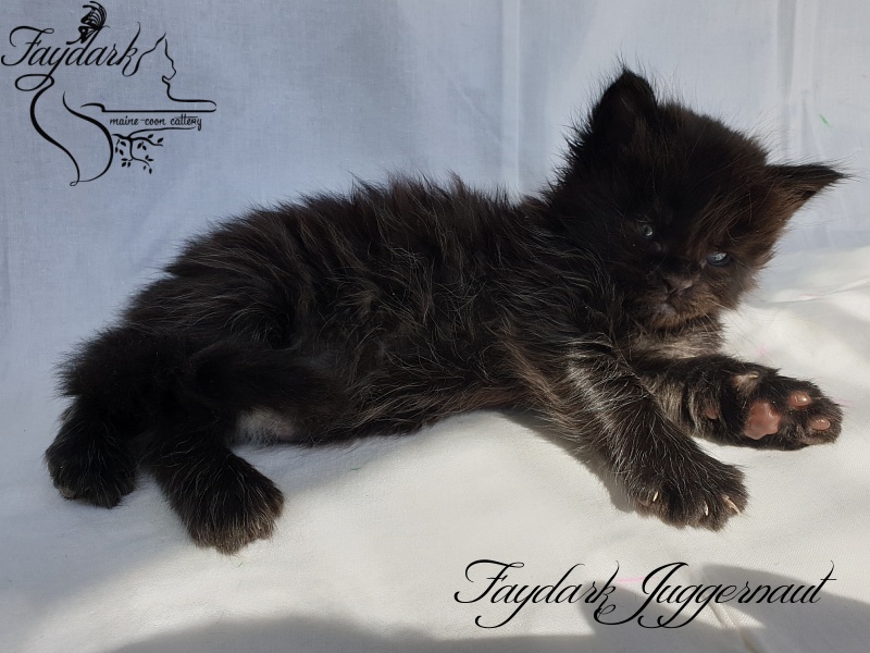 Faydark Juggernaut - Kitten maine-coon 1 month