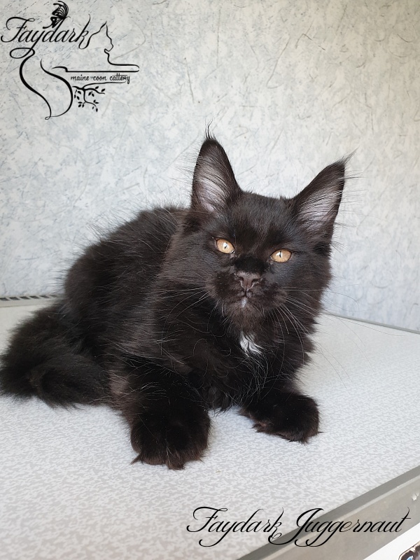 Faydark Juggernaut - Kitten maine-coon 2 months 2.5 weeks