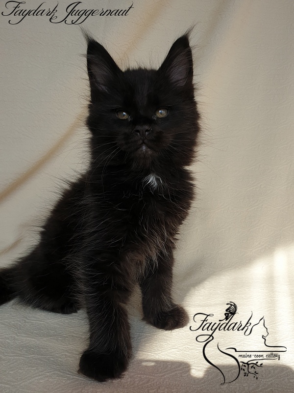 Faydark Juggernaut - Kitten maine-coon 1 month 4 weeks