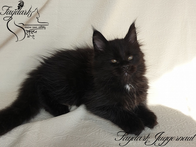 Faydark Juggernaut - Kitten maine-coon 1 month 4 weeks