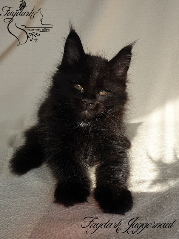 Faydark Juggernaut - Kitten maine-coon 1 month 4 weeks