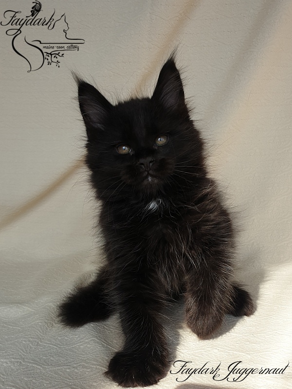 Faydark Juggernaut - Kitten maine-coon 1 month 4 weeks