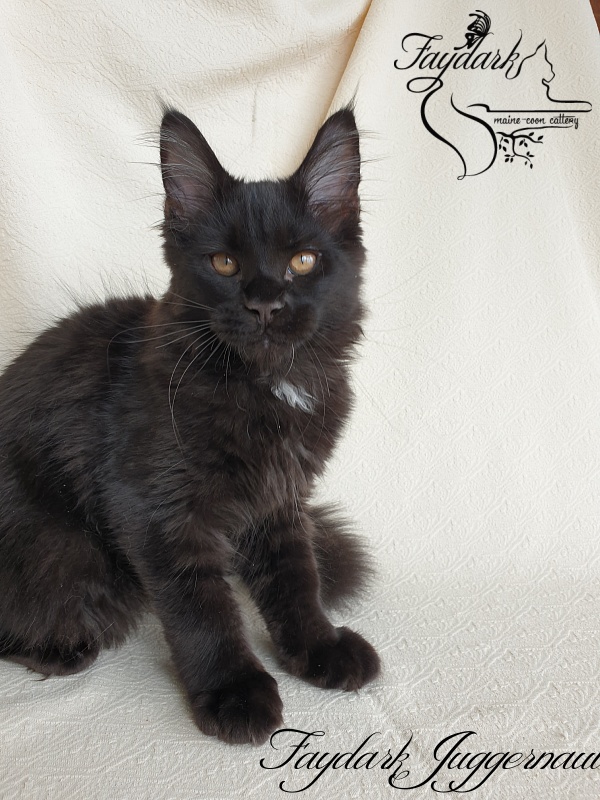 Faydark Juggernaut - Kitten maine-coon 3 months 0.5 weeks