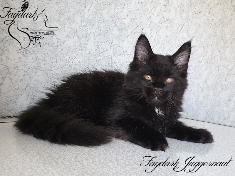 Faydark Juggernaut - Kitten maine-coon 2 months 2.5 weeks