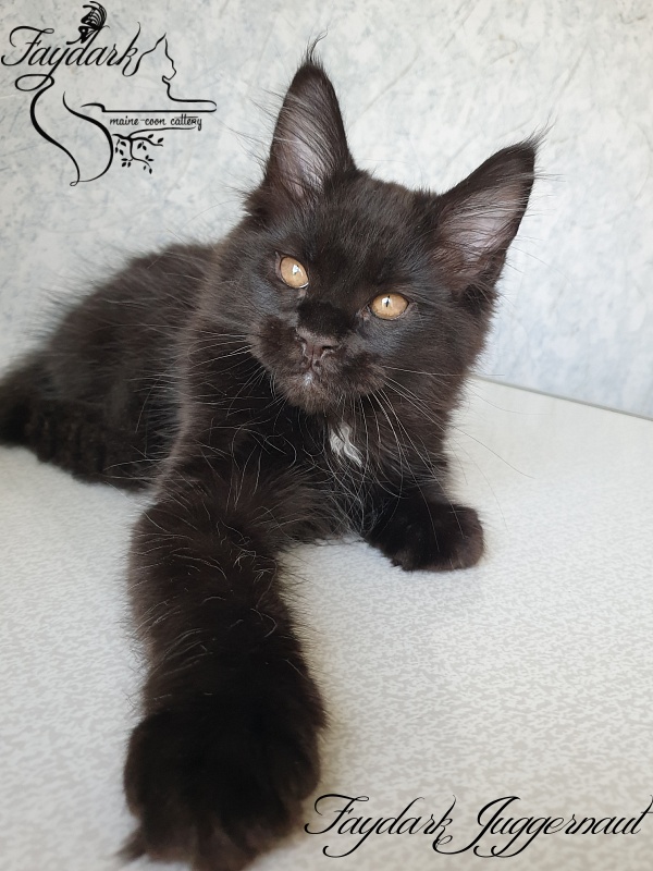 Faydark Juggernaut - Kitten maine-coon 2 months 2.5 weeks