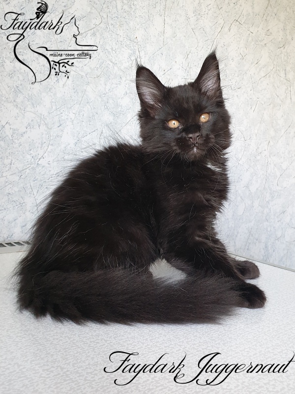 Faydark Juggernaut - Kitten maine-coon 2 months 2.5 weeks