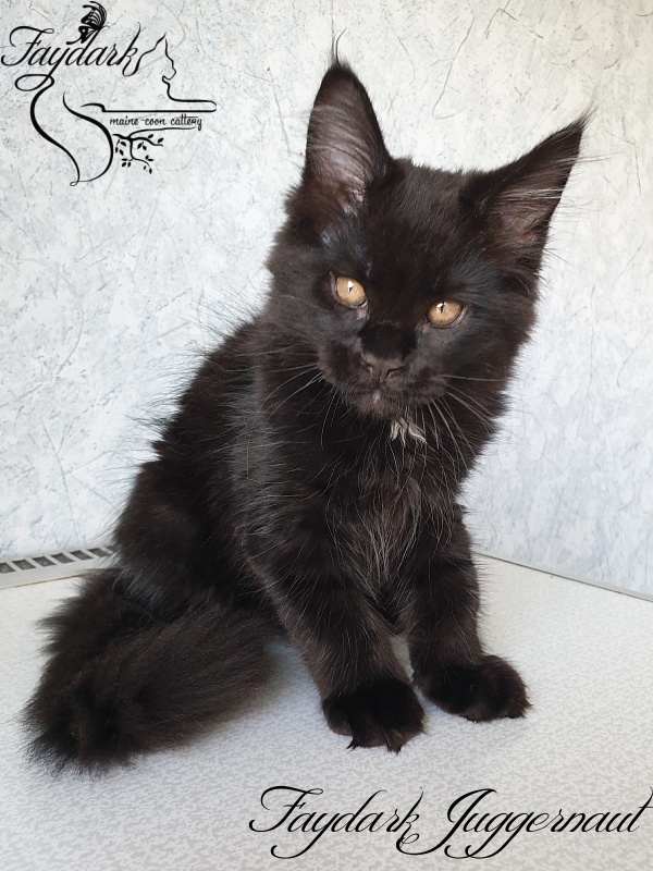 Faydark Juggernaut - Kitten maine-coon 2 months 2.5 weeks