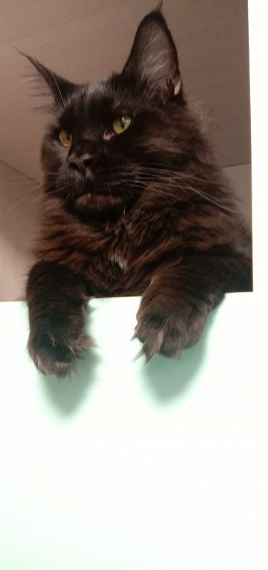 Faydark Juggernaut - Adult maine-coon 1 year 1 month 2 weeks