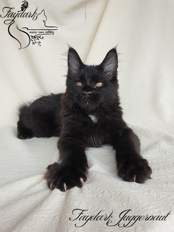 Faydark Juggernaut - Kitten maine-coon 3 months 0.5 weeks