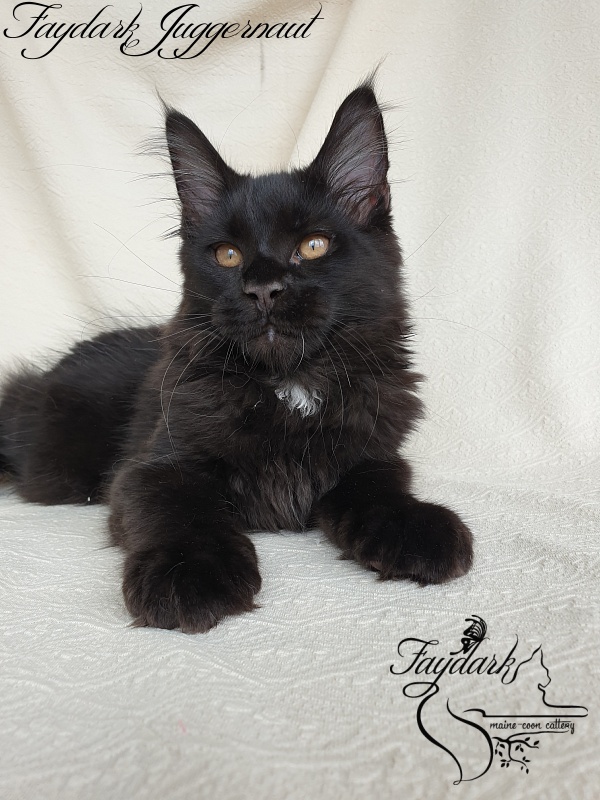 Faydark Juggernaut - Kitten maine-coon 3 months 0.5 weeks