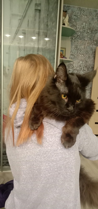 Faydark Juggernaut - Adult maine-coon 1 year 1 month 2 weeks