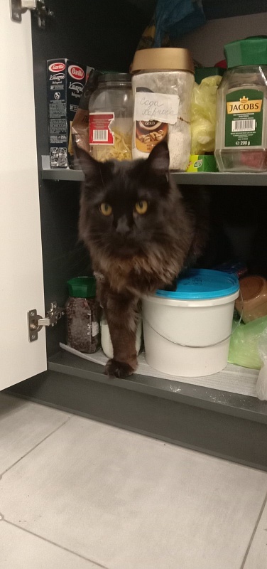 Faydark Juggernaut - Adult maine-coon 1 year 1 month 2 weeks