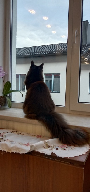 Faydark Juggernaut - Adult maine-coon 1 year 1 month 2 weeks