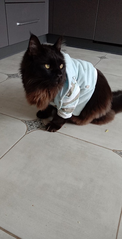 Faydark Juggernaut - Adult maine-coon 1 year 1 month 2 weeks