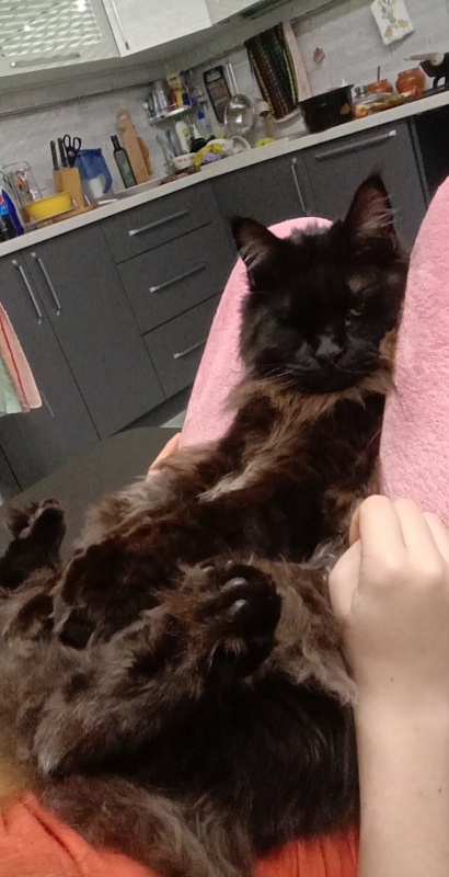 Faydark Juggernaut - Adult maine-coon 1 year 1 month 2 weeks