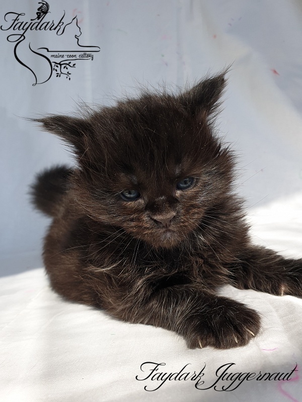 Faydark Juggernaut - Kitten maine-coon 1 month
