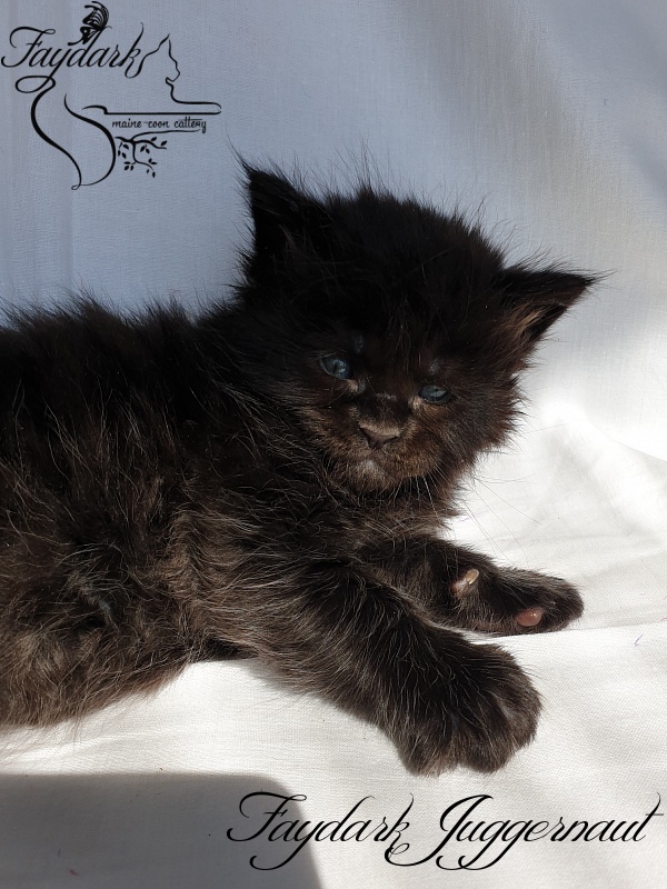 Faydark Juggernaut - Kitten maine-coon 1 month