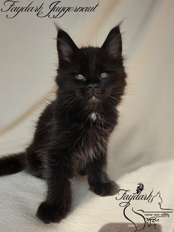 Faydark Juggernaut - Kitten maine-coon 1 month 4 weeks