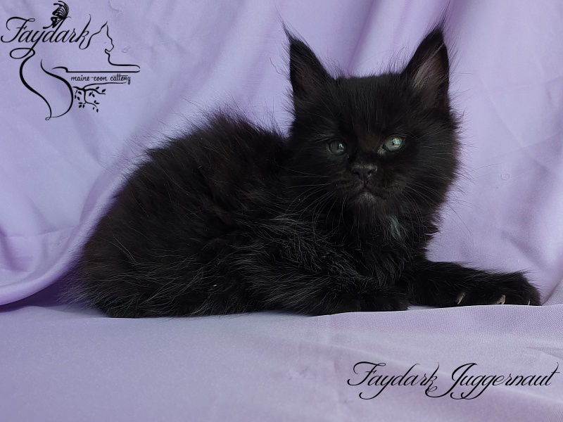 Faydark Juggernaut - Kitten maine-coon 1 month 1.5 week