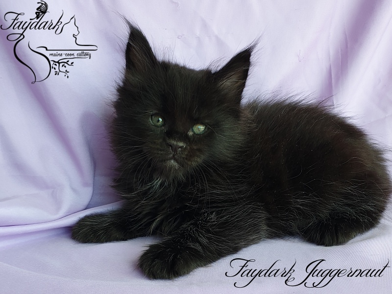 Faydark Juggernaut - Kitten maine-coon 1 month 1.5 week