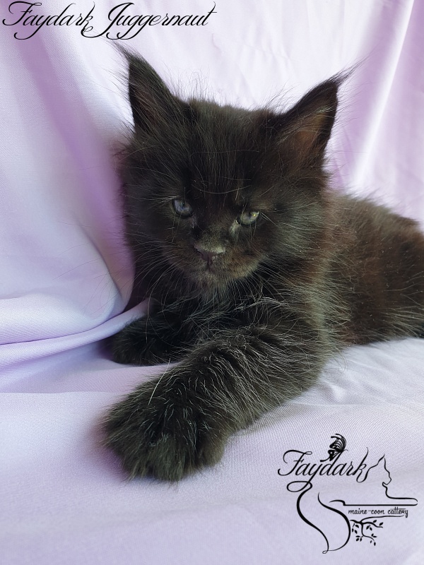 Faydark Juggernaut - Kitten maine-coon 1 month 1.5 week