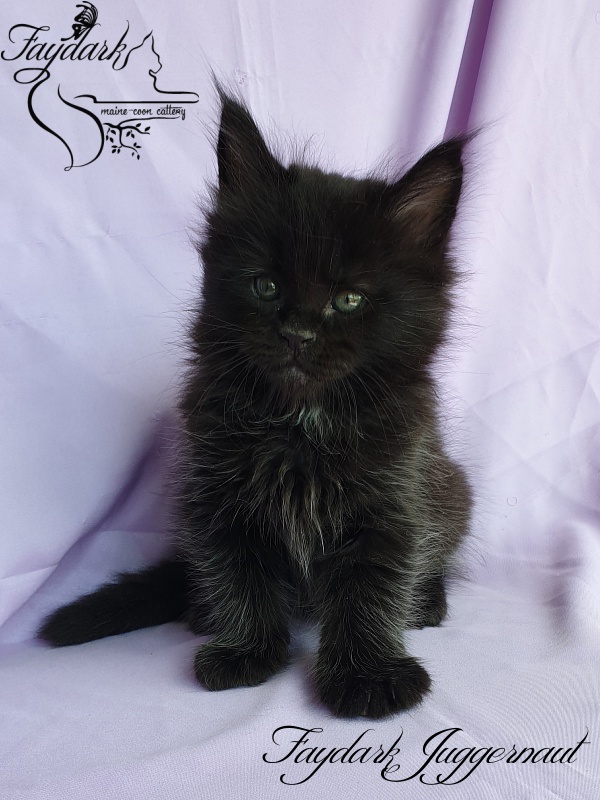 Faydark Juggernaut - Kitten maine-coon 1 month 1.5 week
