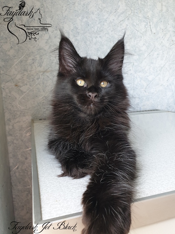 Faydark Jet Black - Kitten maine-coon 2 months 2.5 weeks