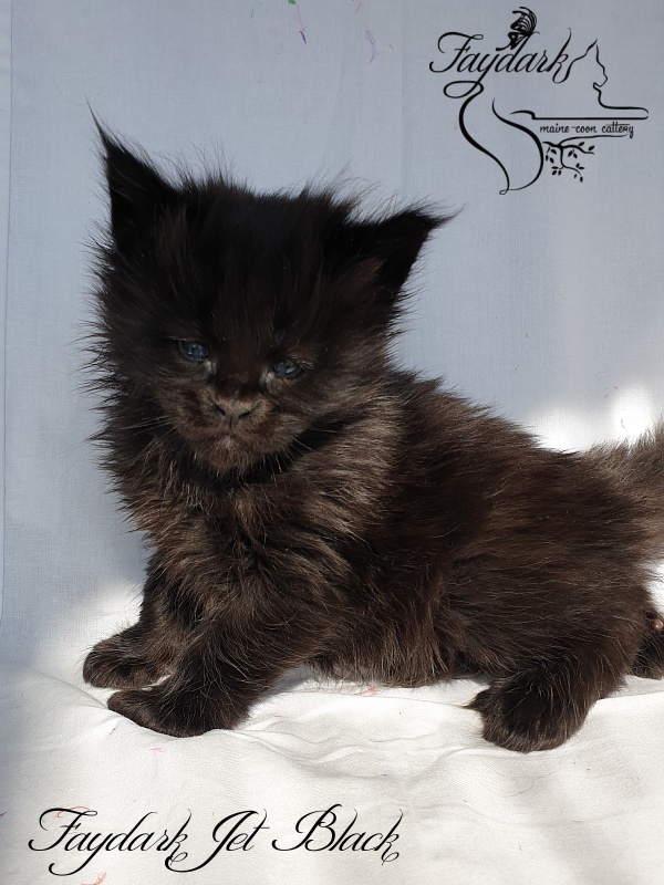Faydark Jet Black - Kitten maine-coon 1 month