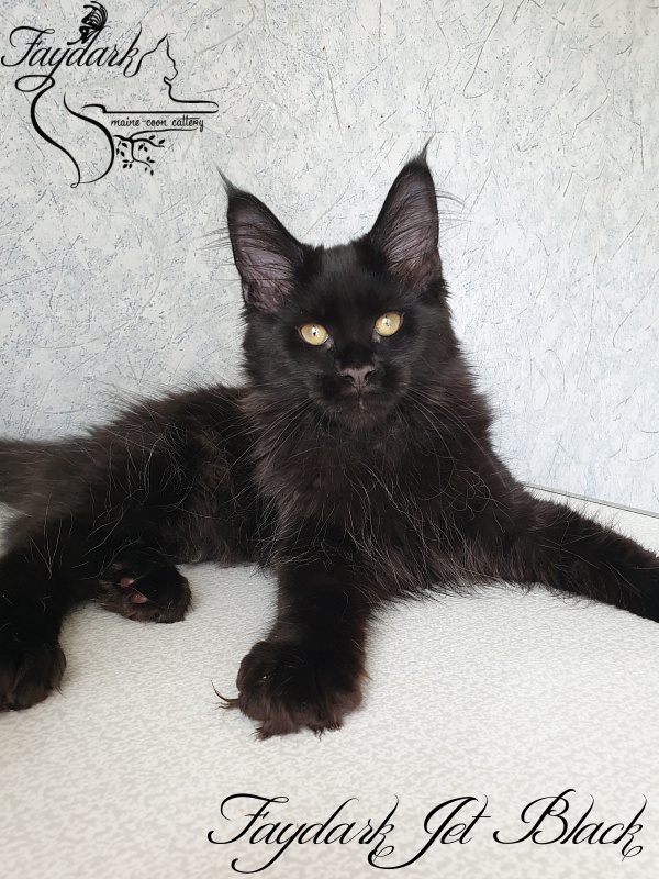 Faydark Jet Black - Kitten maine-coon 3 months 0.5 weeks