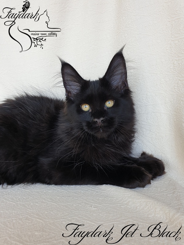 Faydark Jet Black - Kitten maine-coon 3.5 months