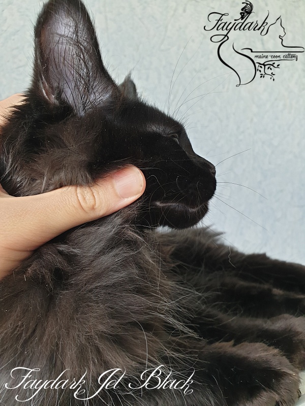 Faydark Jet Black - Kitten maine-coon 3 months 0.5 weeks