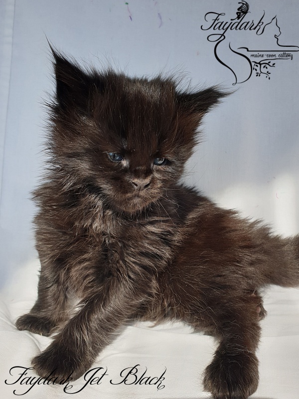 Faydark Jet Black - Kitten maine-coon 1 month
