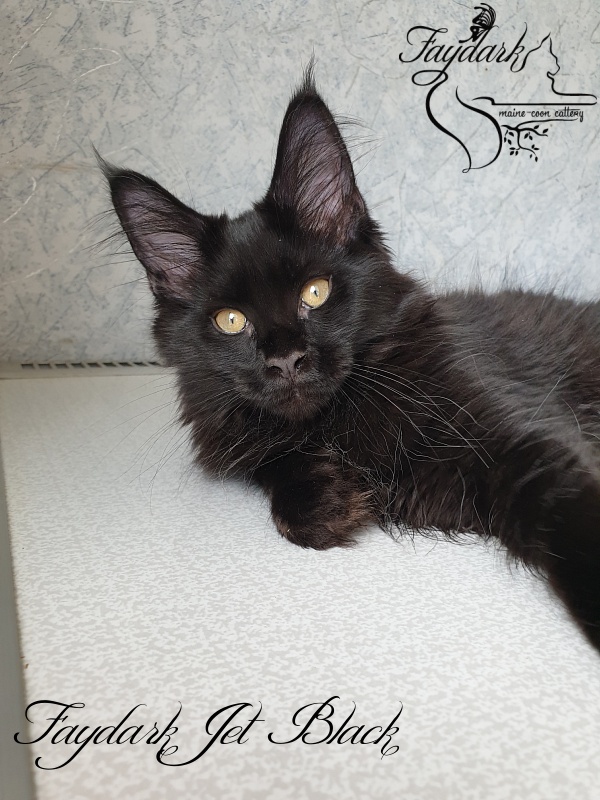 Faydark Jet Black - Kitten maine-coon 3 months 0.5 weeks
