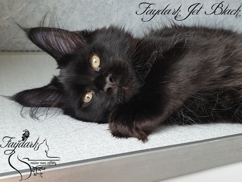 Faydark Jet Black - Kitten maine-coon 3 months 0.5 weeks