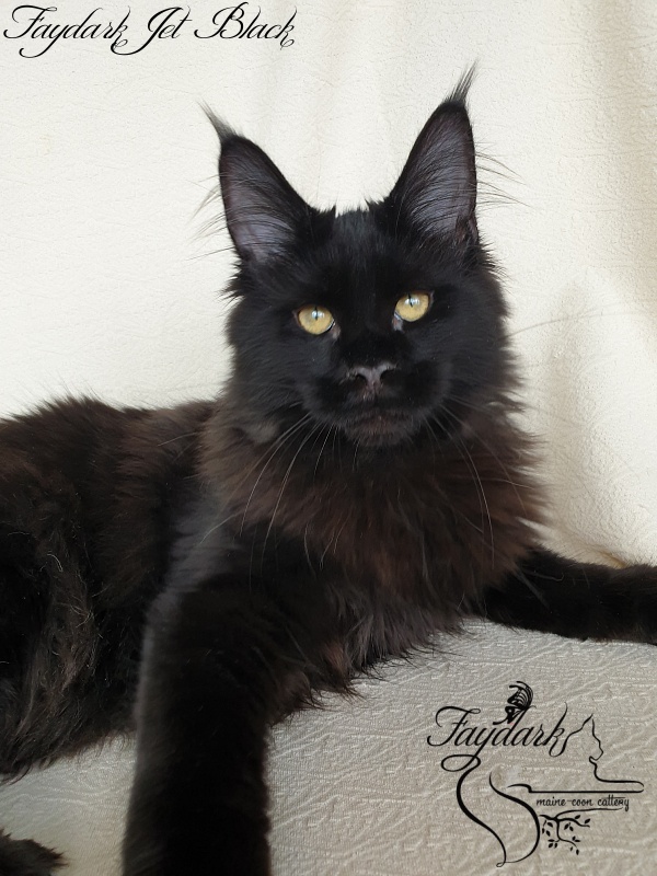 Faydark Jet Black - Kitten maine-coon 4 months 1.5 week