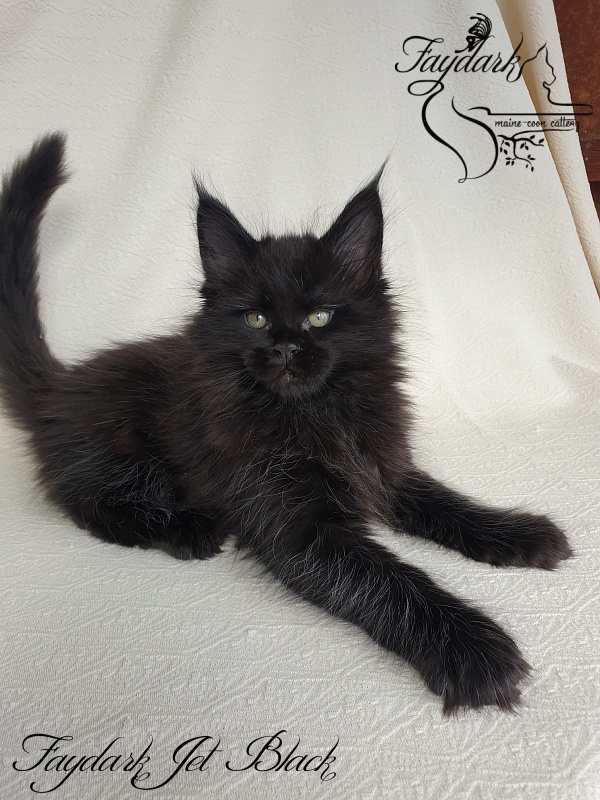 Faydark Jet Black - Kitten maine-coon 1 month 4 weeks