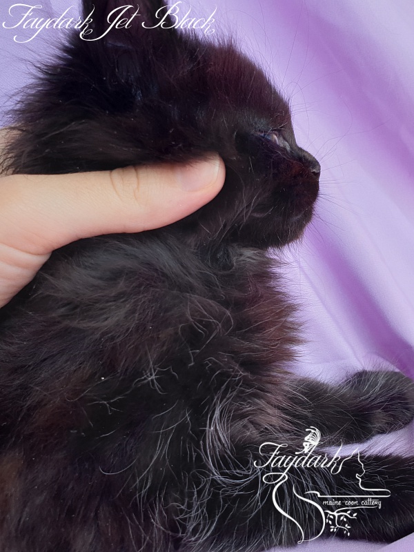 Faydark Jet Black - Kitten maine-coon 1 month 1.5 week