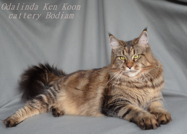 Odalinda Ken Koon - Adult maine-coon 3 years 9 months 1.5 week
