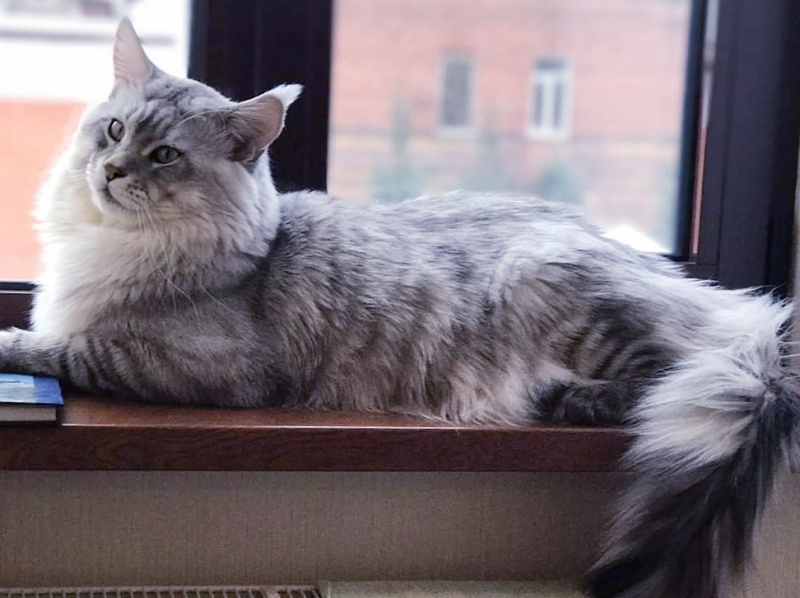 Bodiam Furor - maine-coon
